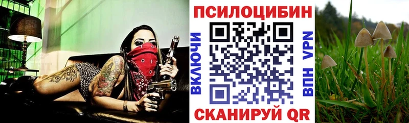 купить   Колпашево  Псилоцибиновые грибы Psilocybe 